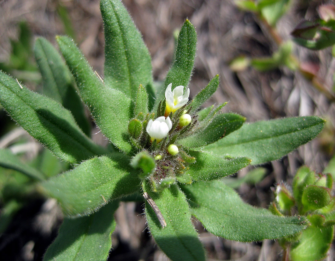 Image of Buglossoides rochelii specimen.