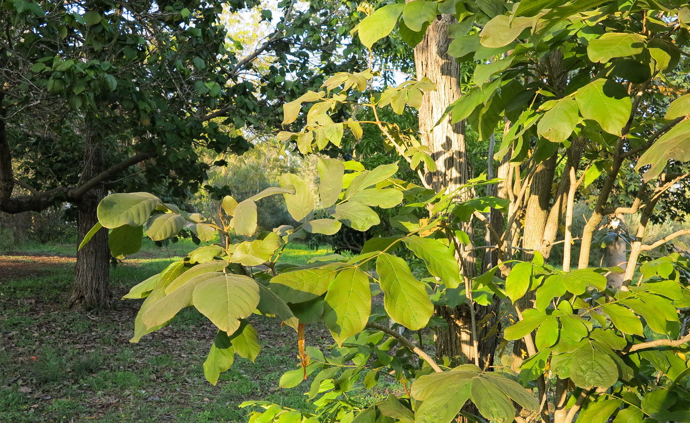 Image of Markhamia lutea specimen.