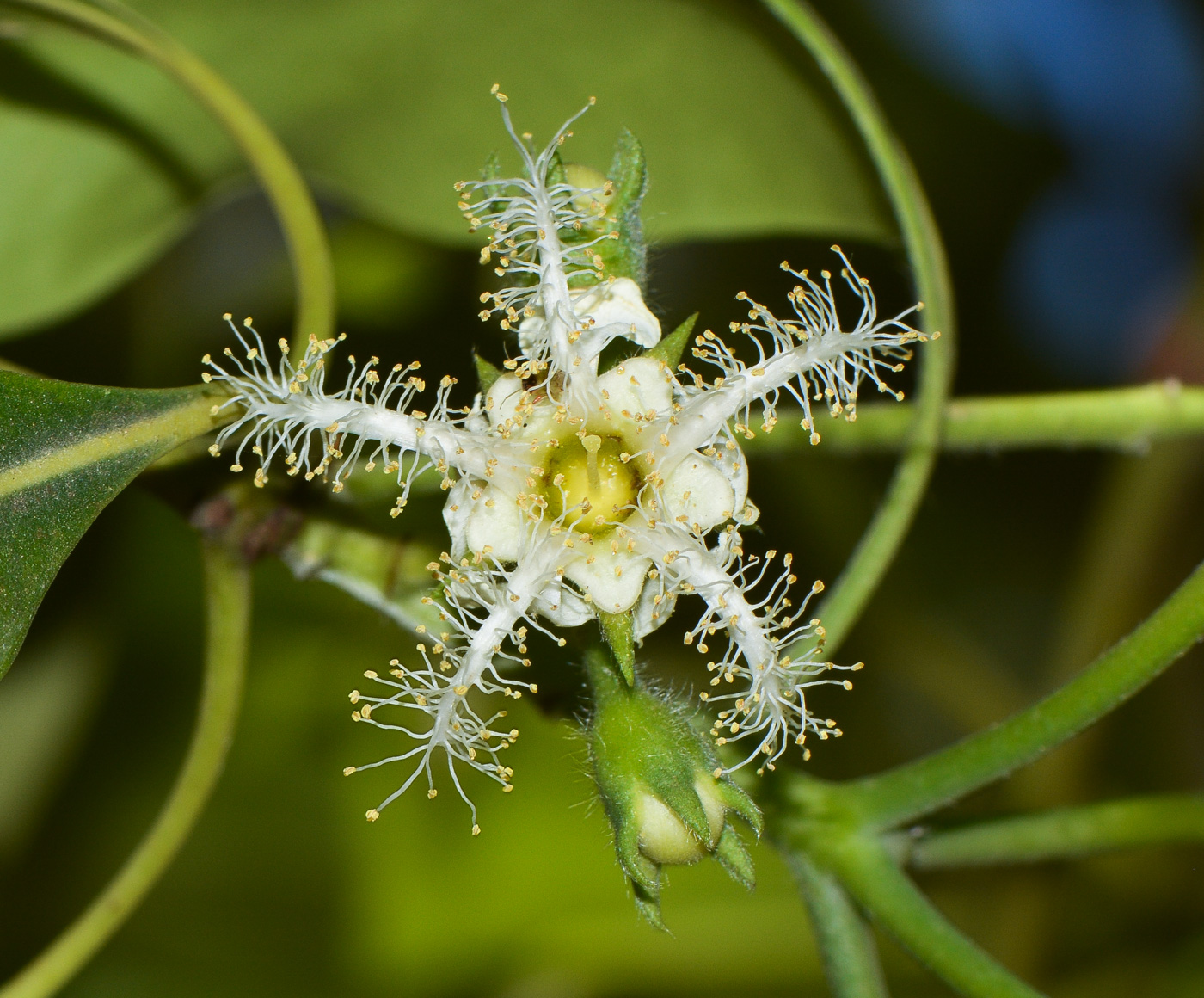 Изображение особи Lophostemon confertus.