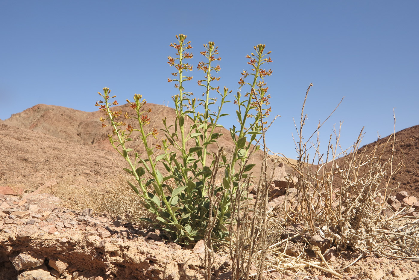 Image of Cleome arabica specimen.