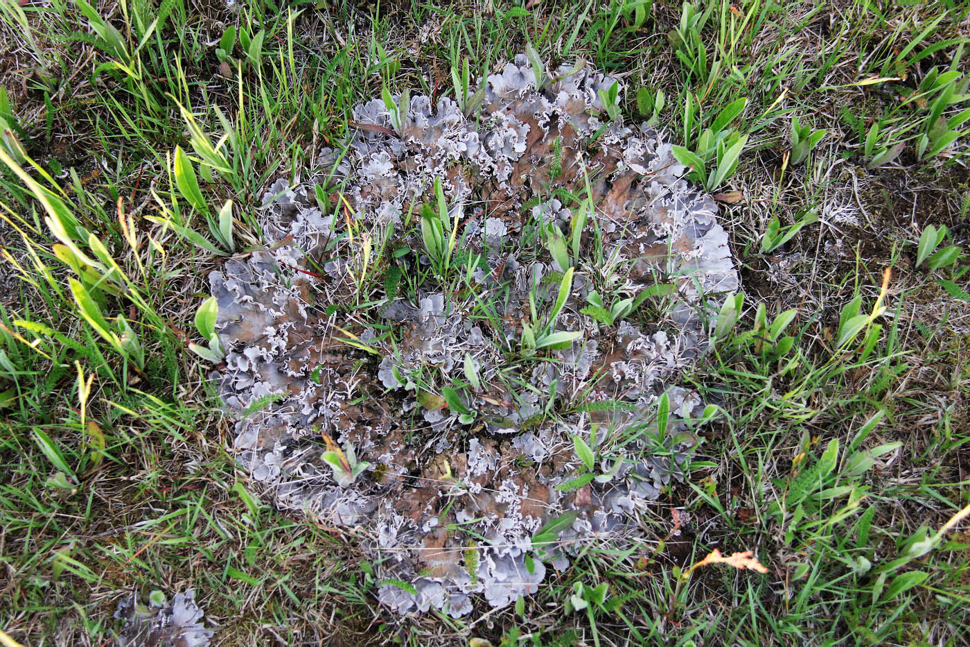 Image of genus Peltigera specimen.