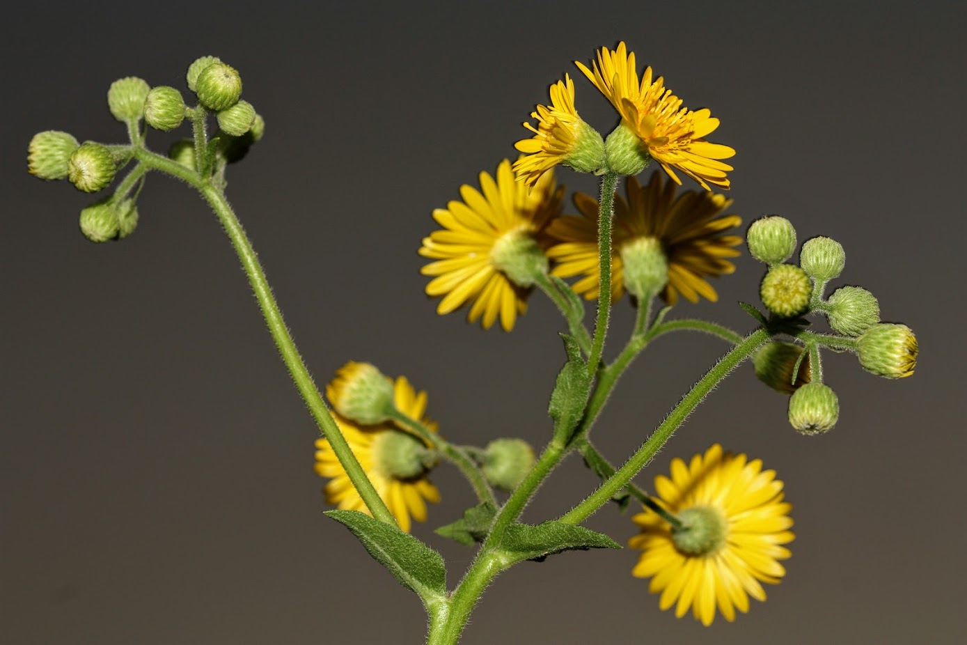 Image of Heterotheca subaxillaris specimen.