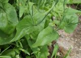Brassica campestris. Нижняя часть растения. Камчатка, г. Елизово, пустырь около гаражей. 17.08.2016.