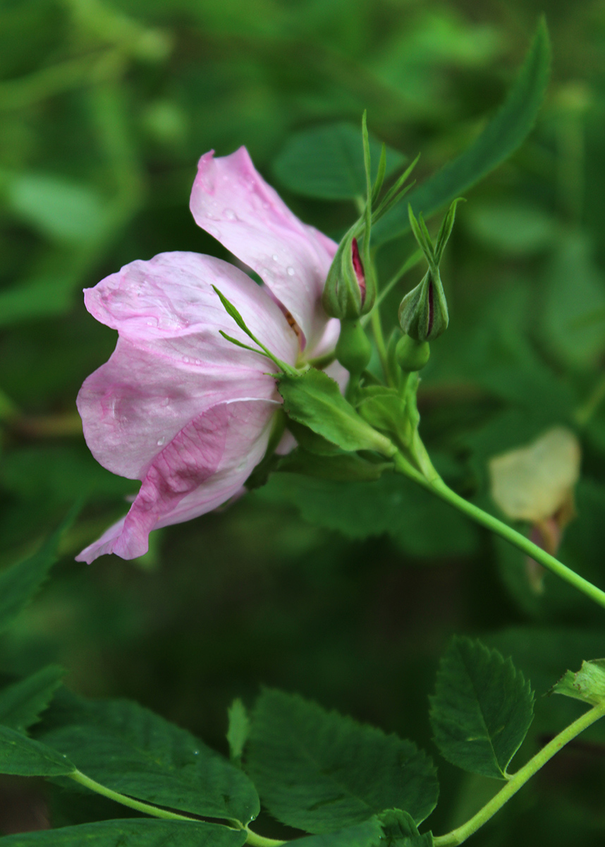 Image of Rosa cinnamomea specimen.