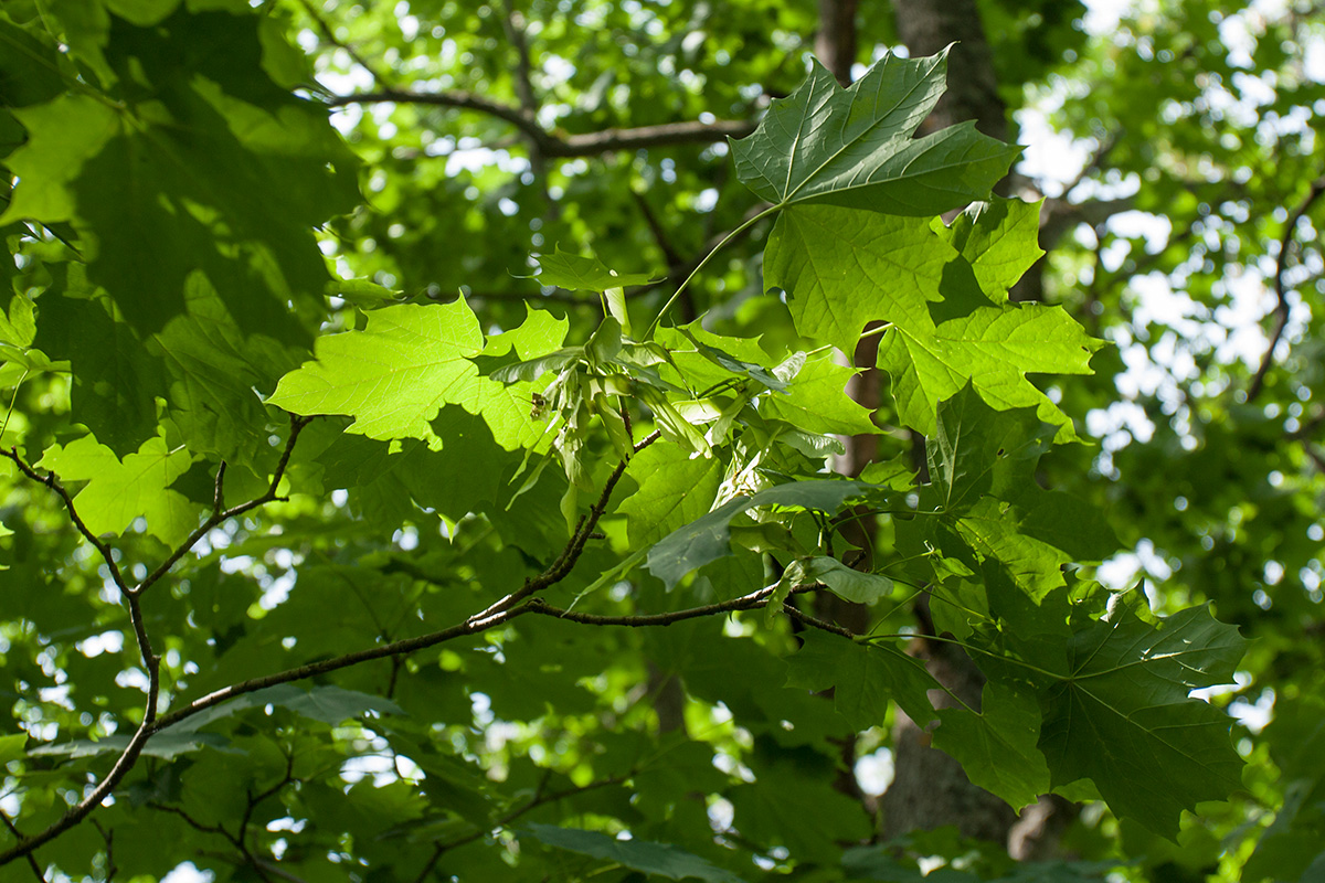 Изображение особи Acer platanoides.