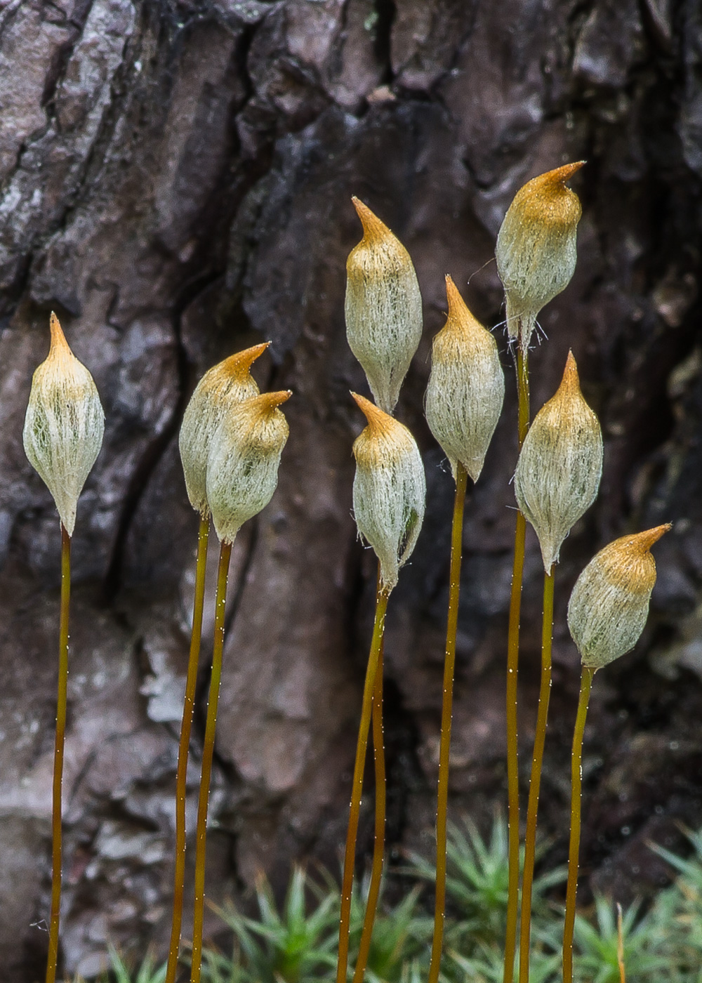 Image of Polytrichum juniperinum specimen.