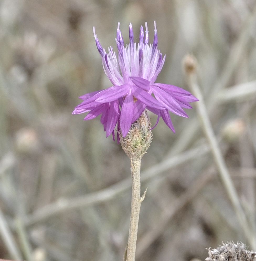 Image of genus Centaurea specimen.