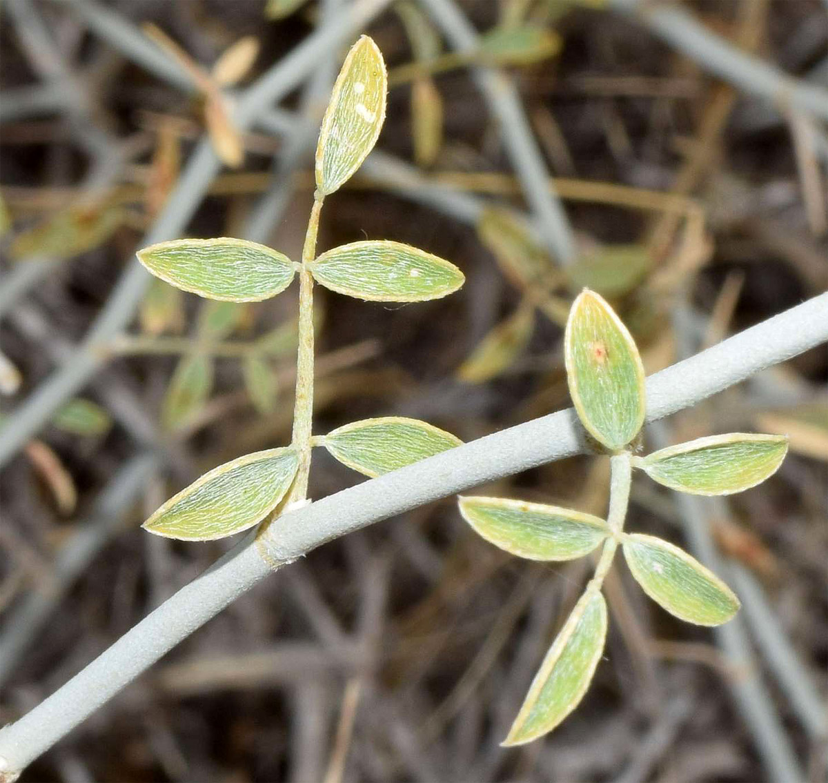 Image of Astragalus chodshenticus specimen.