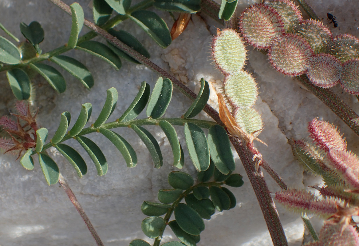 Image of Hedysarum spinosissimum specimen.