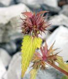 Lamium purpureum