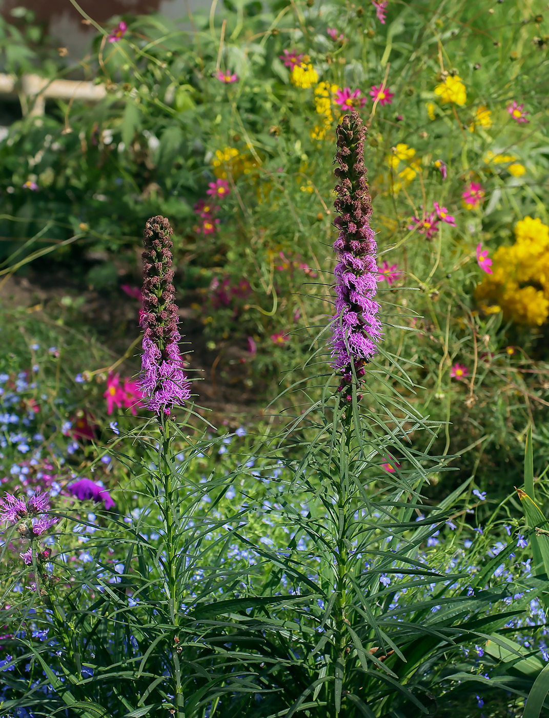 Изображение особи Liatris spicata.