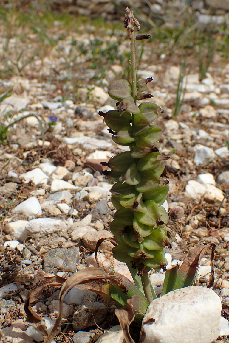 Image of genus Leopoldia specimen.