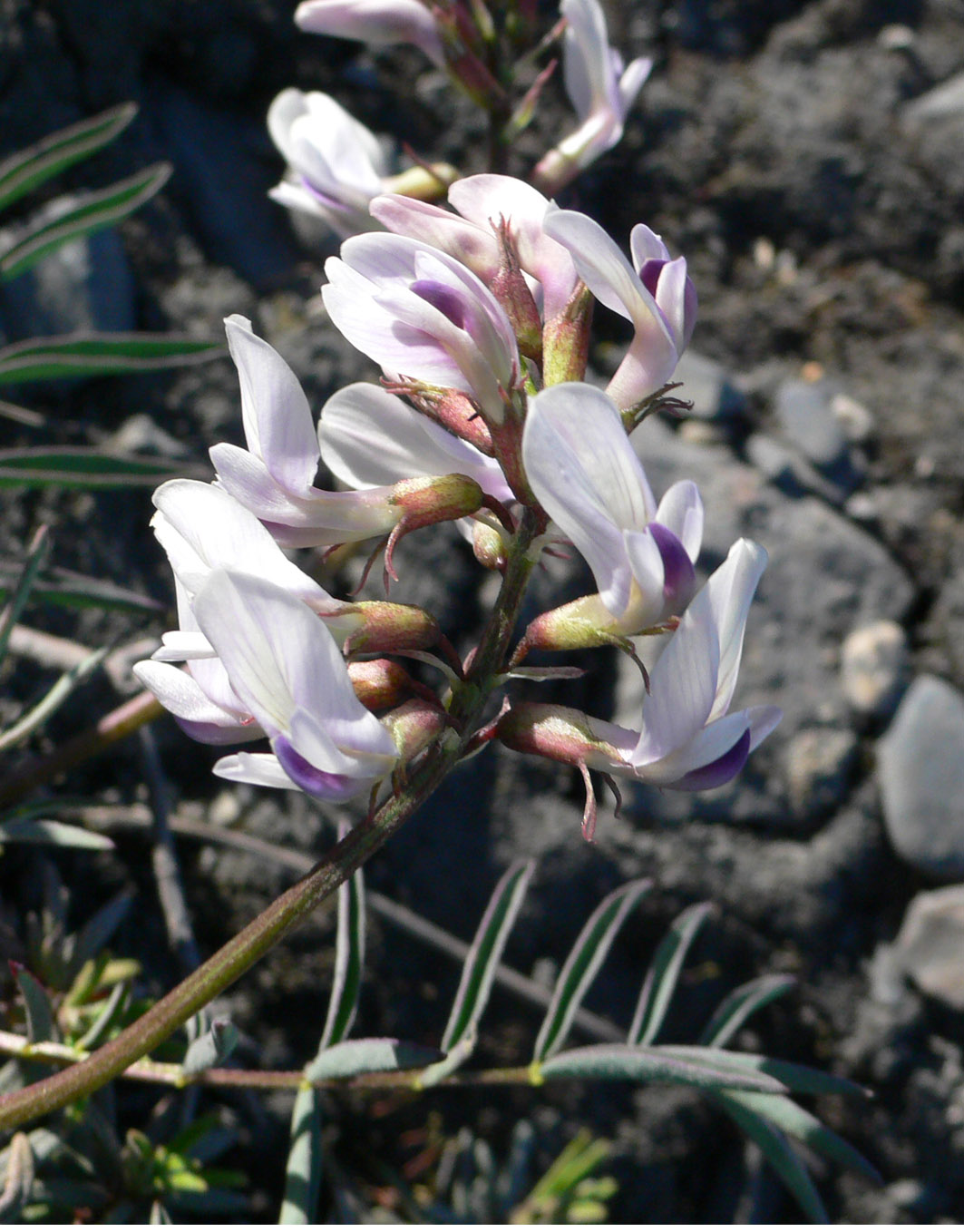 Изображение особи Astragalus tugarinovii.