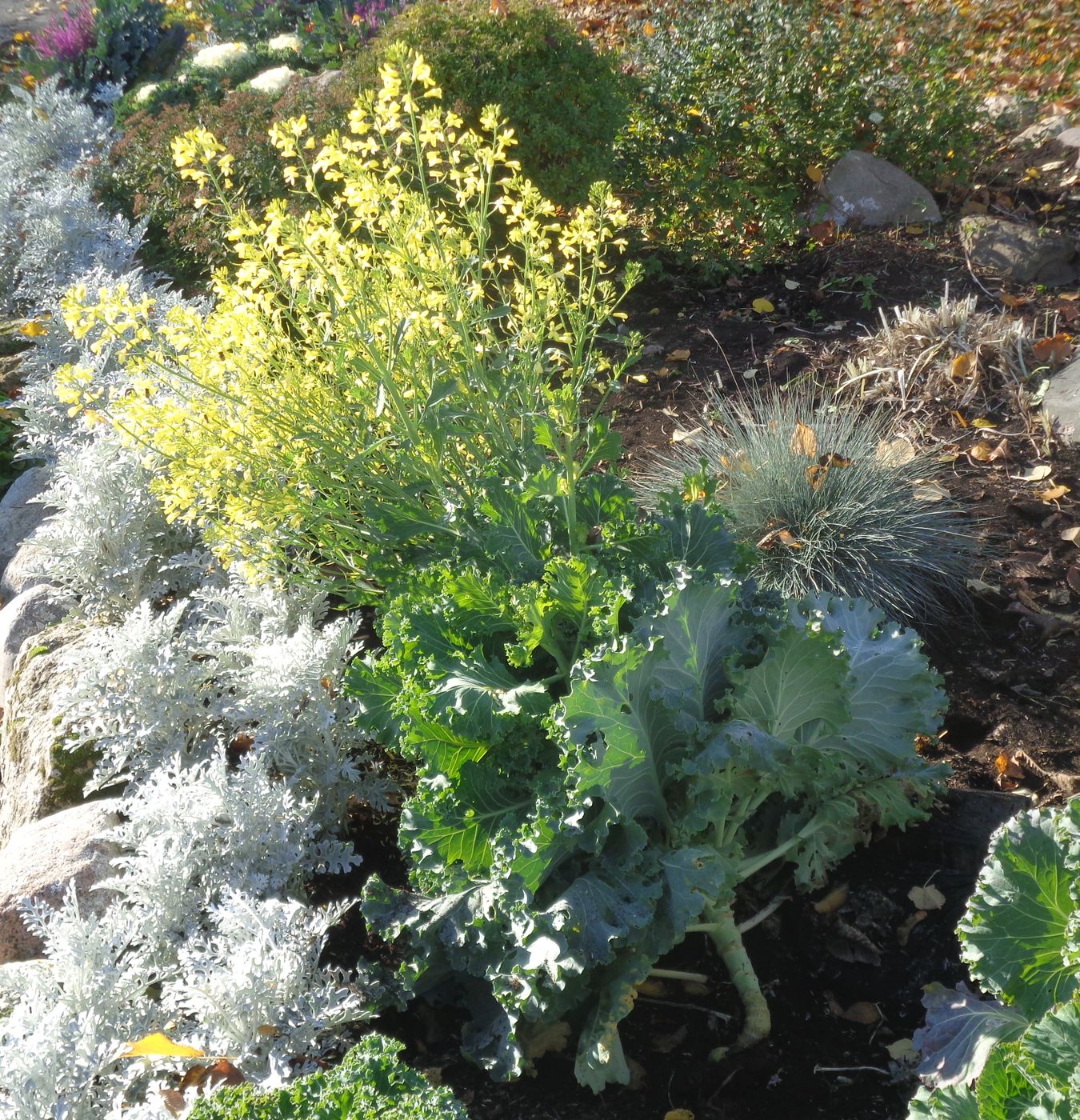 Image of Brassica oleracea var. viridis specimen.