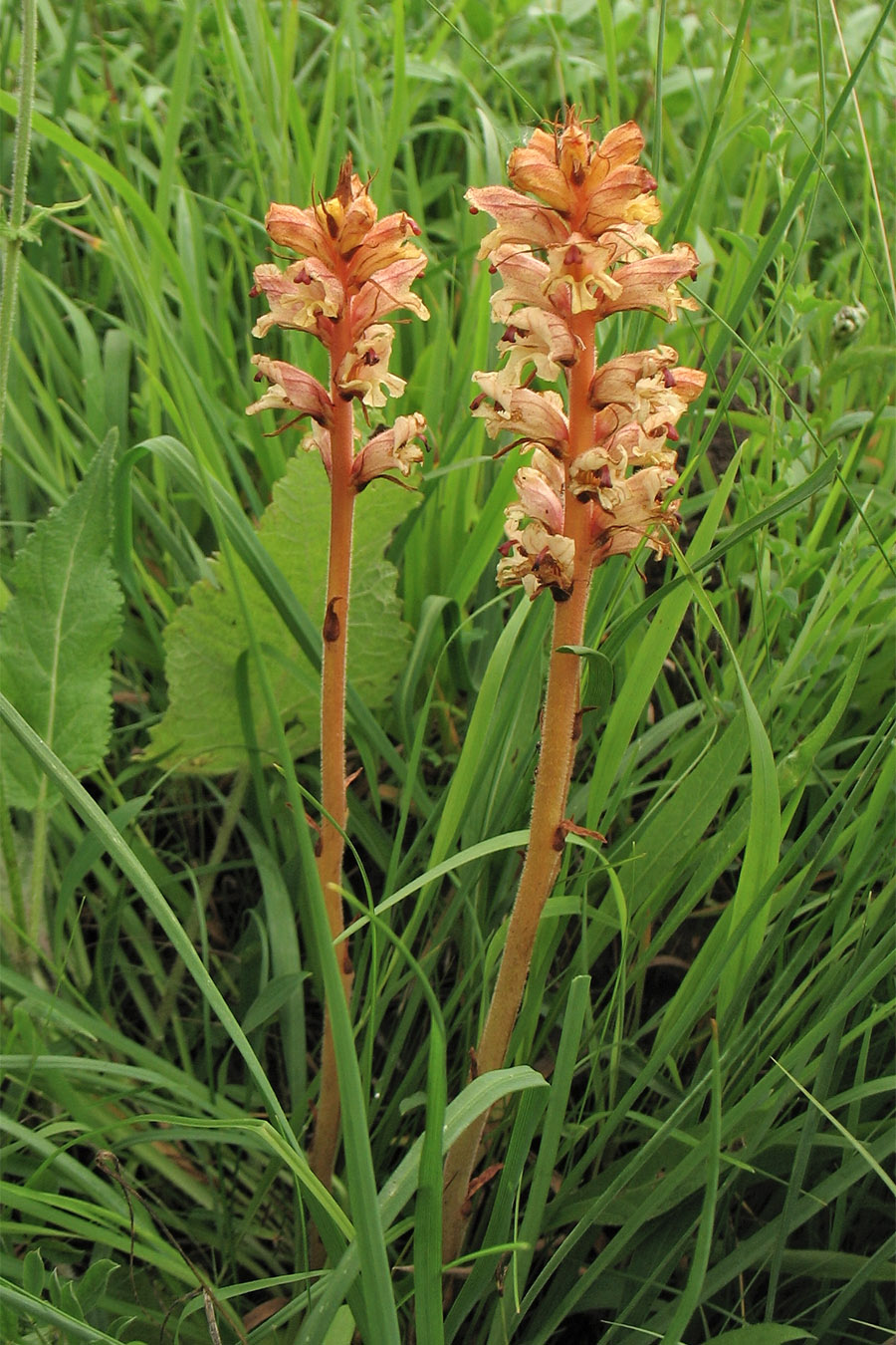 Image of Orobanche alba specimen.