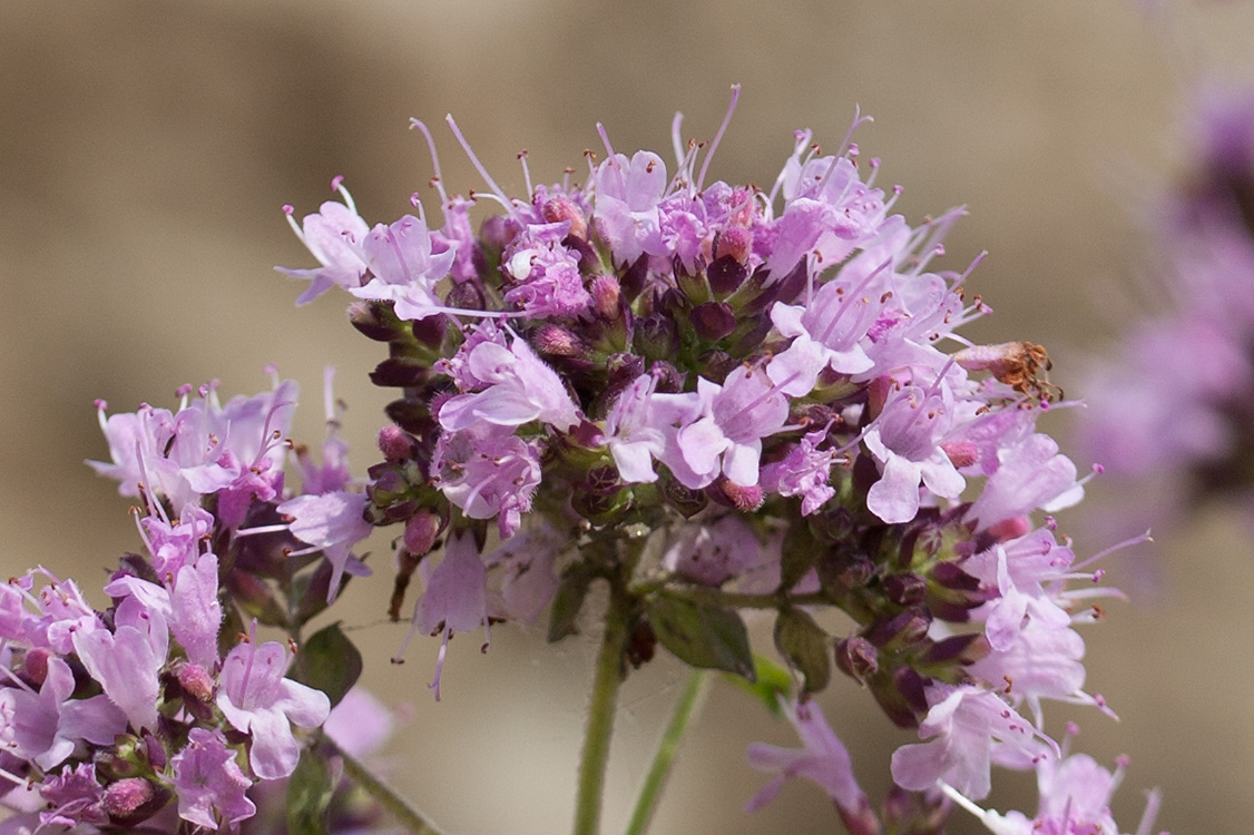 Image of Origanum vulgare specimen.