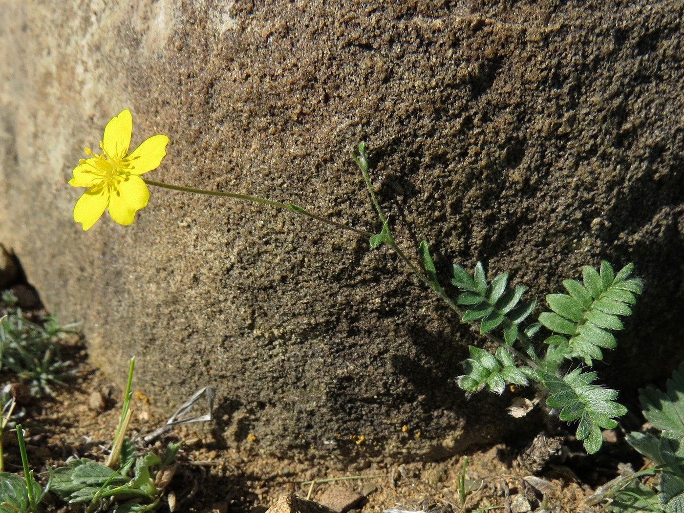 Image of Potentilla astragalifolia specimen.