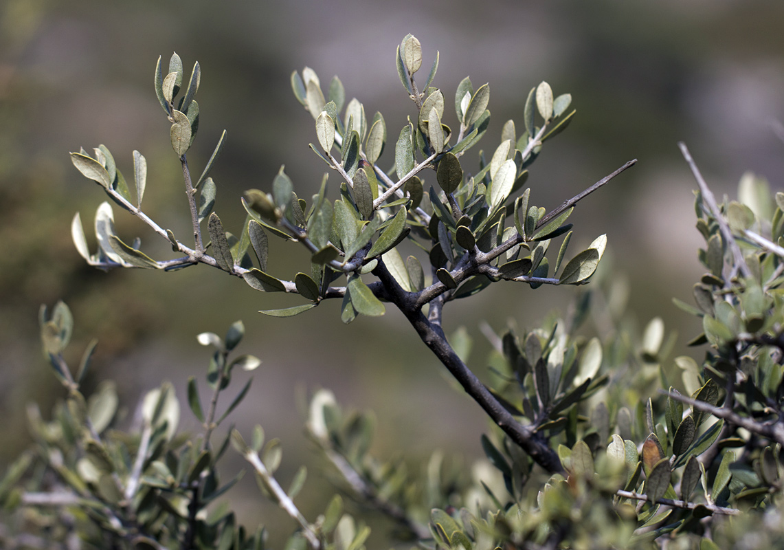 Image of Olea europaea var. sylvestris specimen.