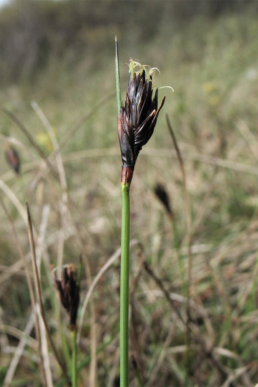 Image of Schoenus nigricans specimen.