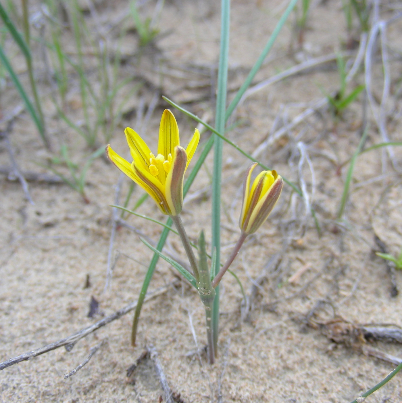 Image of genus Gagea specimen.