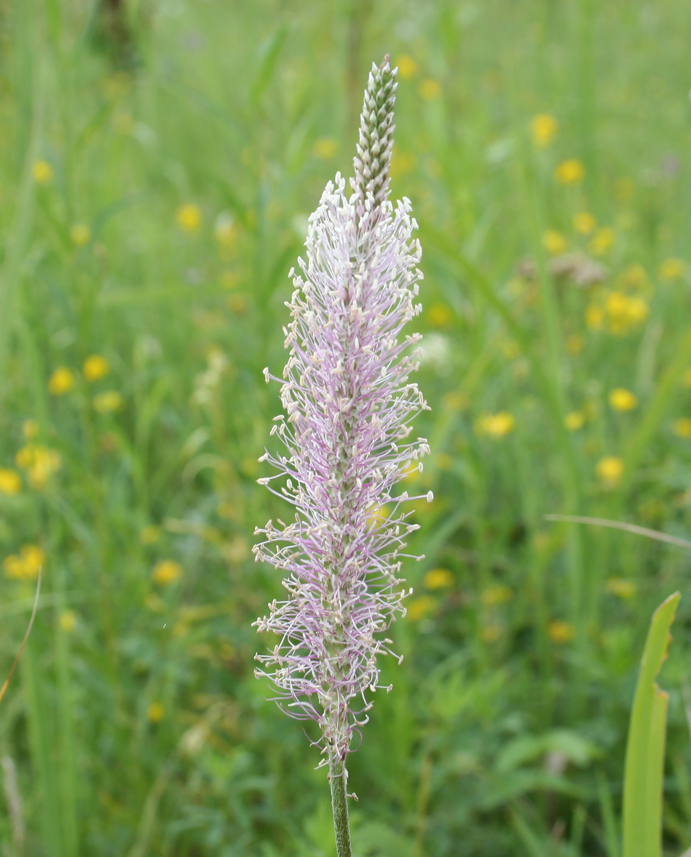 Image of Plantago media specimen.