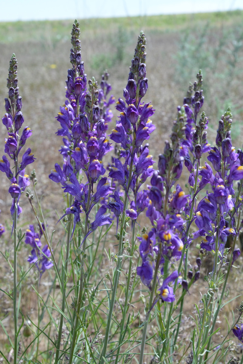 Image of Linaria transiliensis specimen.