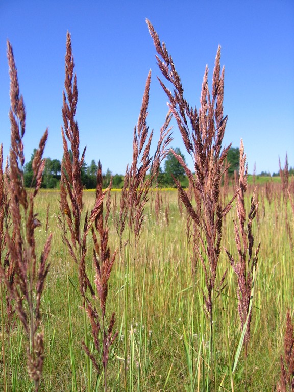 Image of Calamagrostis epigeios specimen.