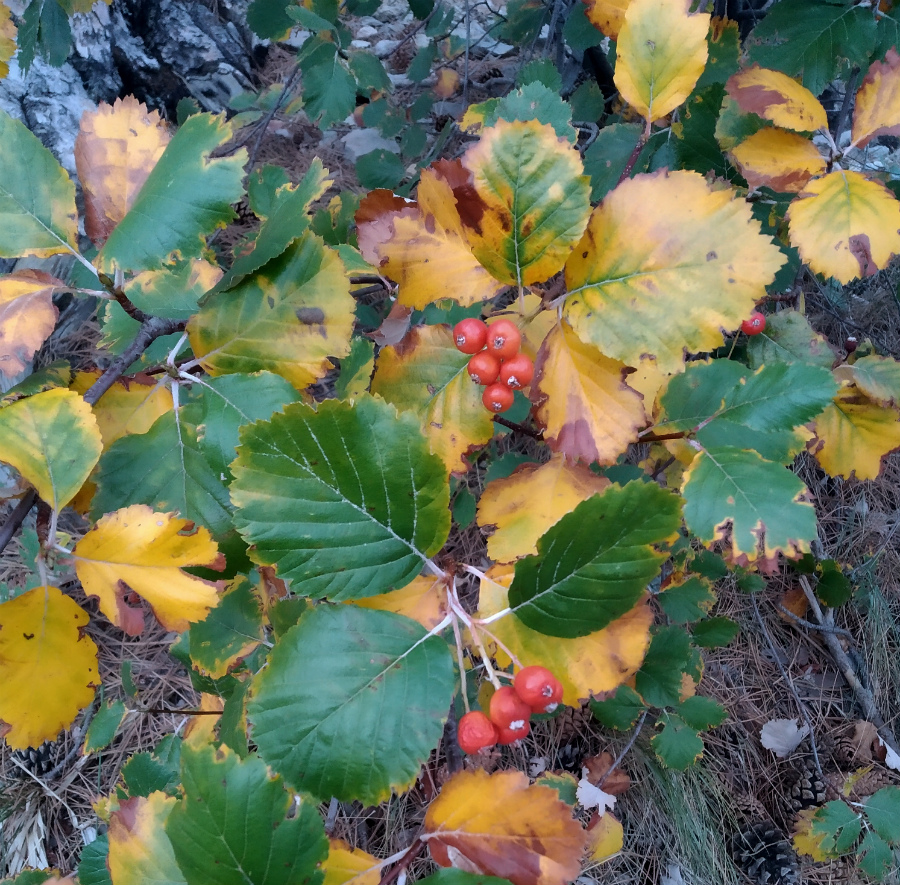 Image of Sorbus taurica specimen.