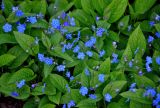 Omphalodes verna. Соцветия и листья. Московская обл., г. Железнодорожный, в культуре. 30.04.2020.