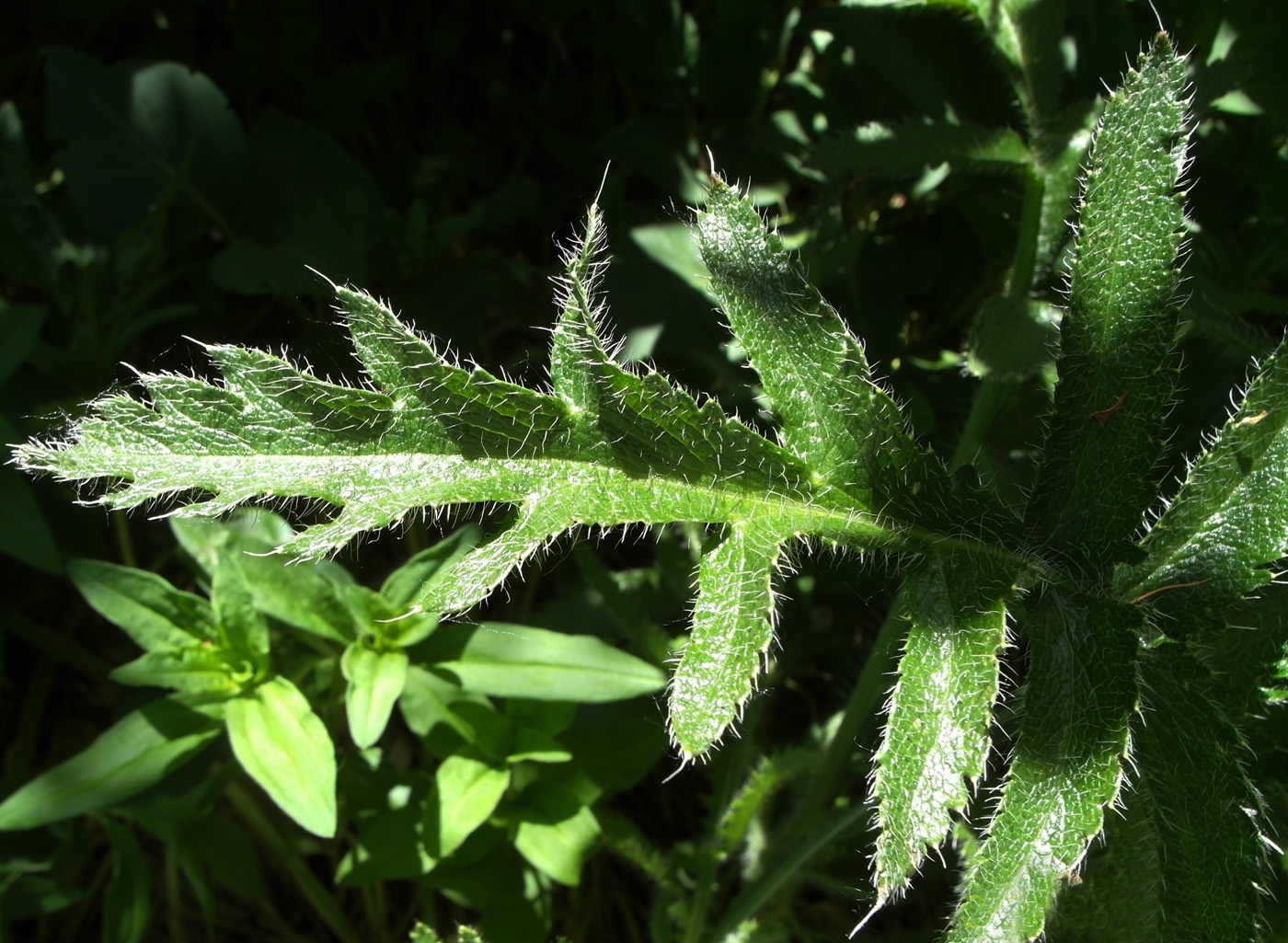 Image of Papaver setiferum specimen.