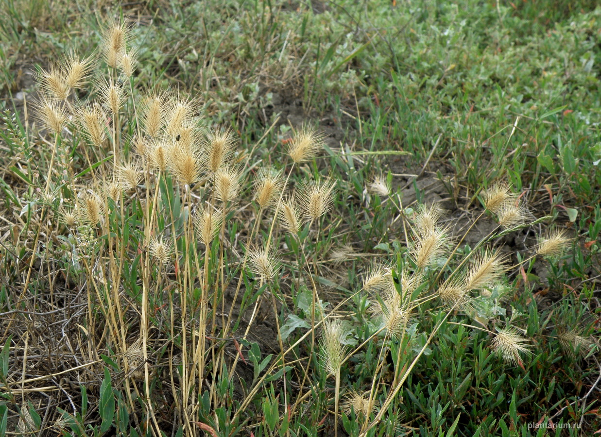 Image of Hordeum geniculatum specimen.