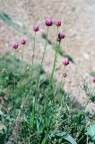 Allium inderiense. Цветущие растения. Астраханская область, юго-восточный склон горы Большое Богдо. Май 2000 г.