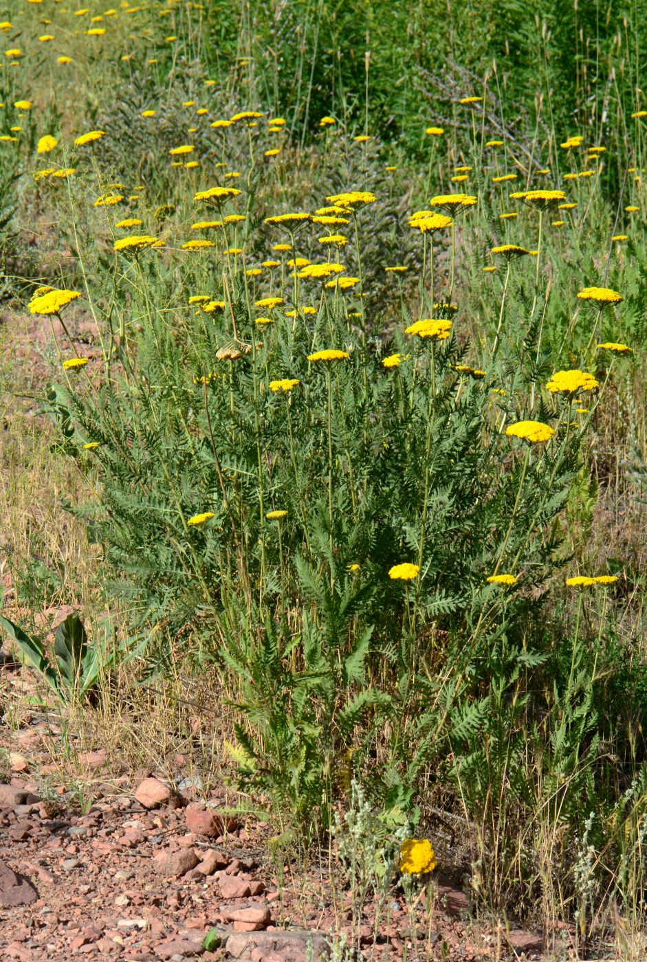 Image of Achillea filipendulina specimen.