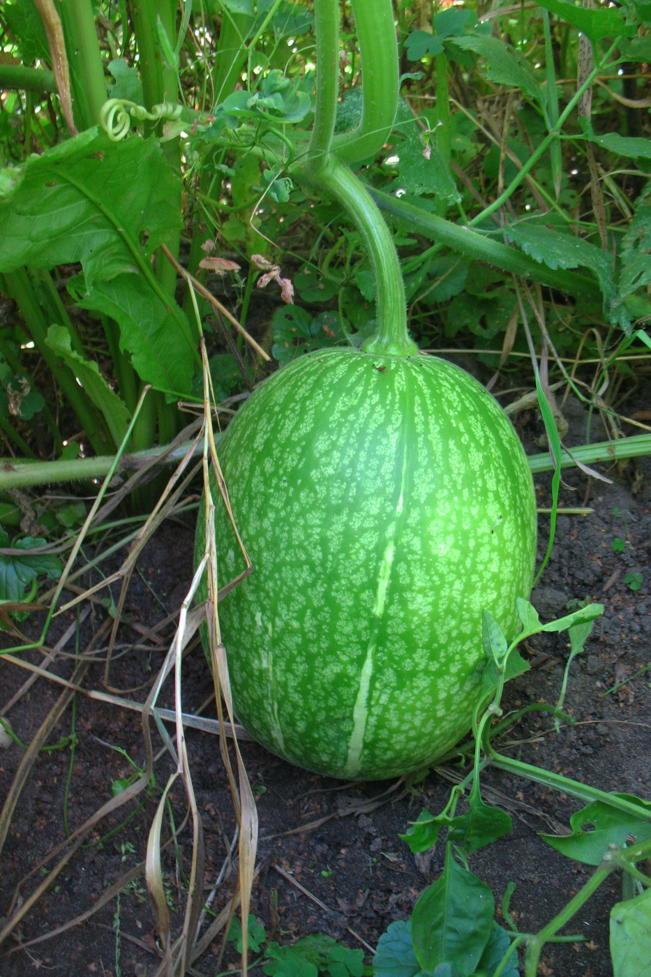 Изображение особи Cucurbita ficifolia.