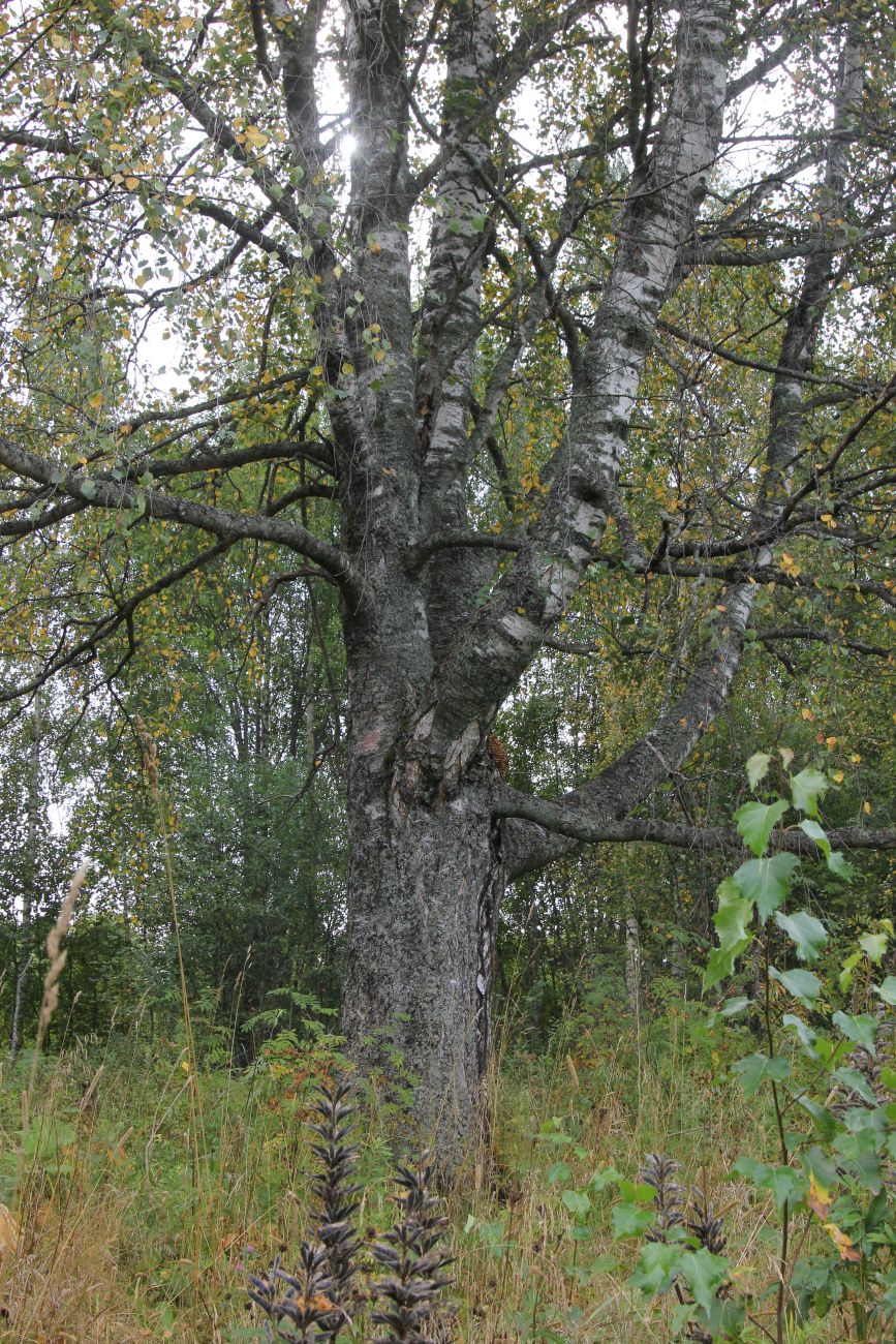 Image of Betula pendula specimen.