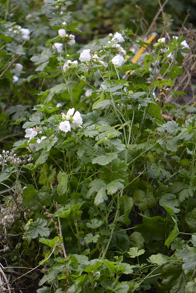 Image of Malva moschata specimen.