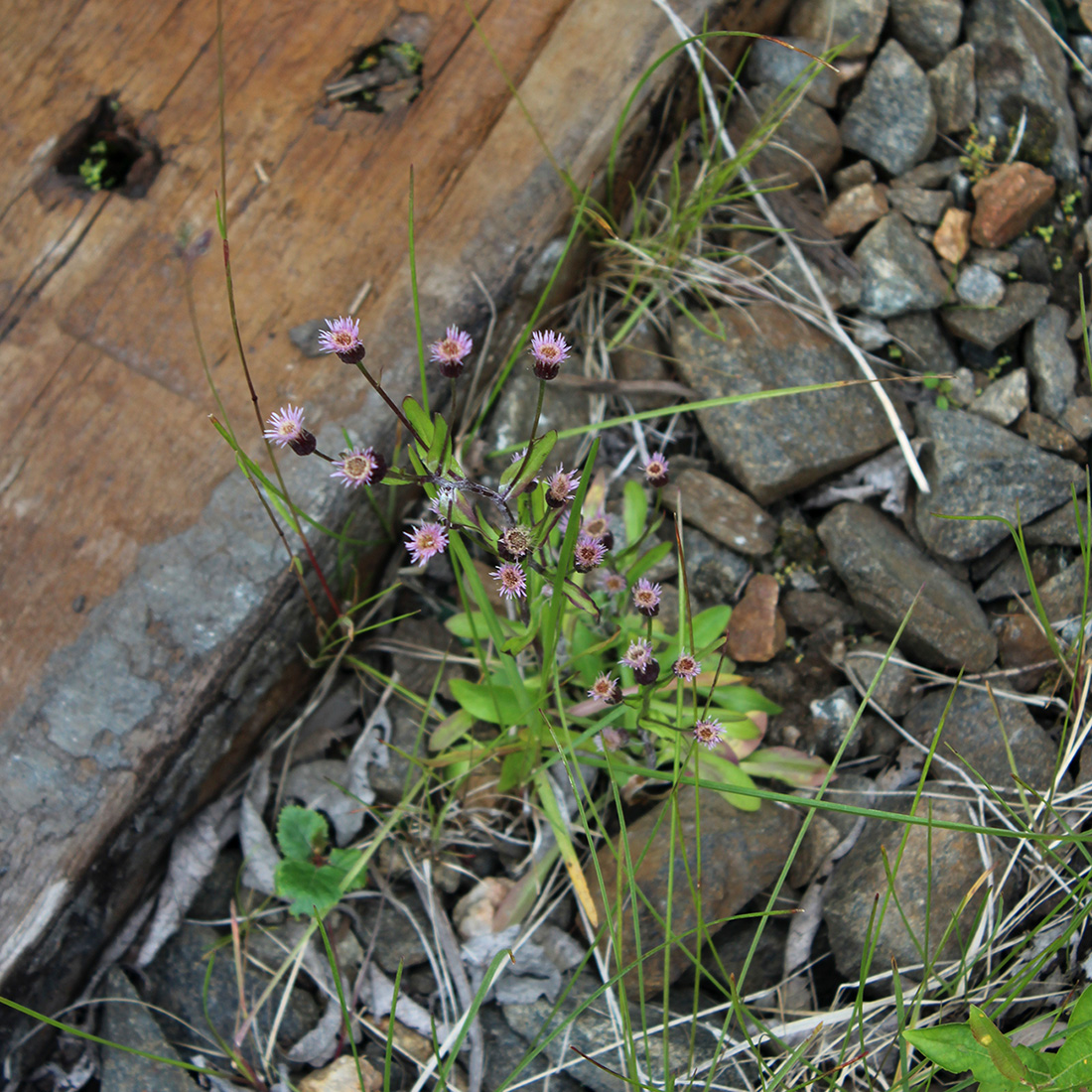 Изображение особи Erigeron politus.