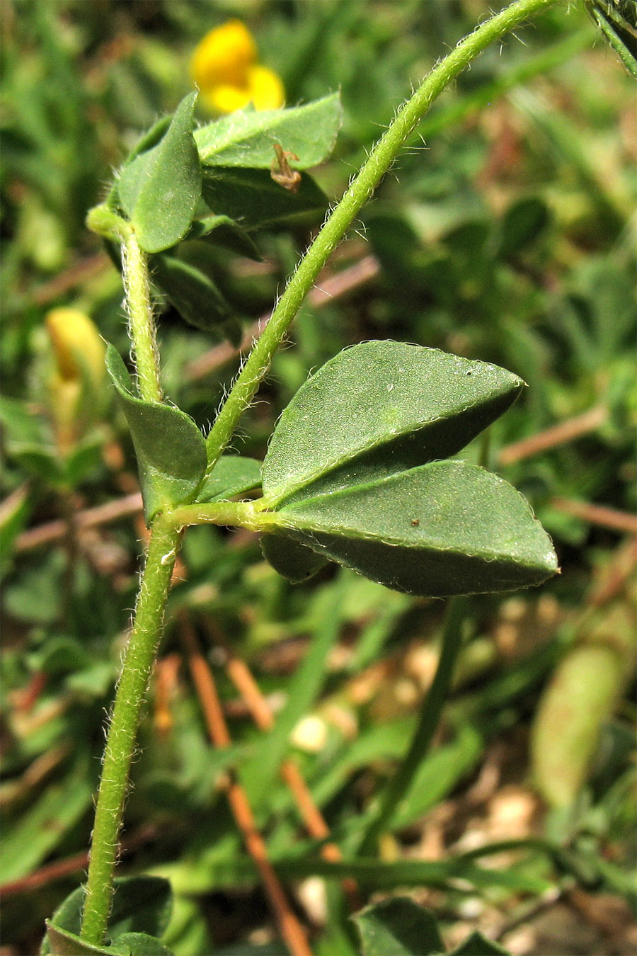 Image of Lotus edulis specimen.