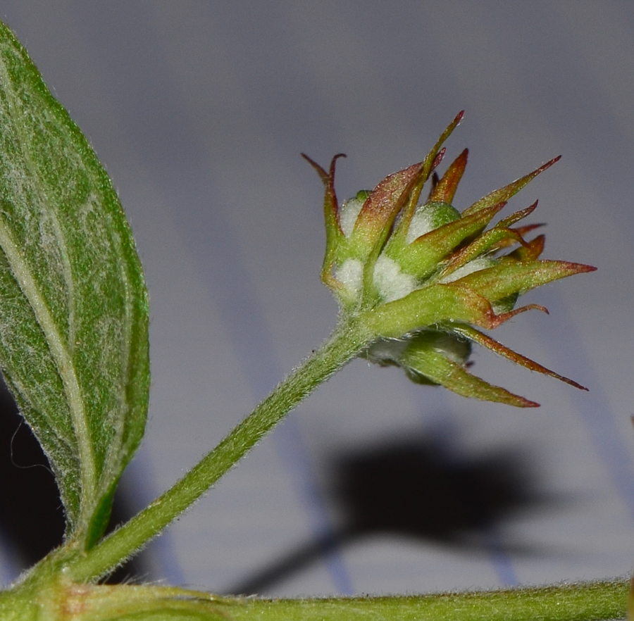 Image of Arachnothryx leucophylla specimen.