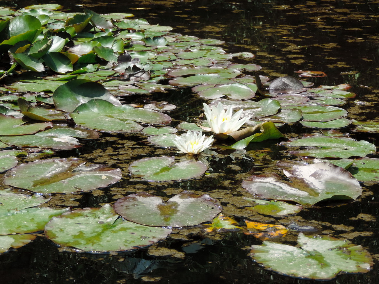 Image of Nymphaea alba specimen.