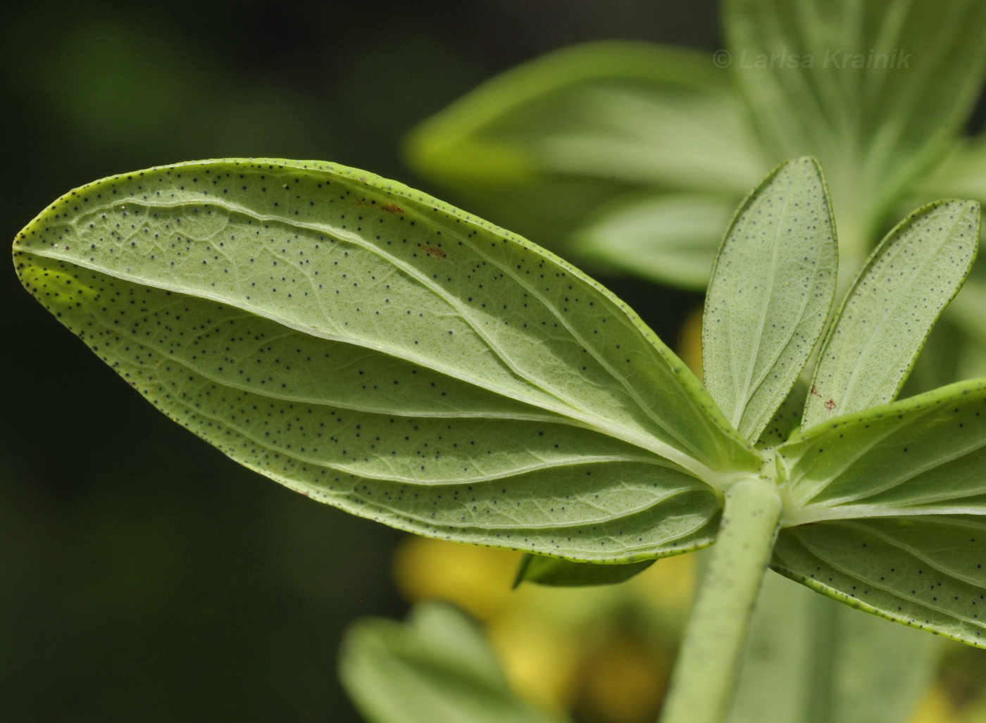 Image of Hypericum attenuatum specimen.