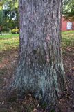 Larix sibirica