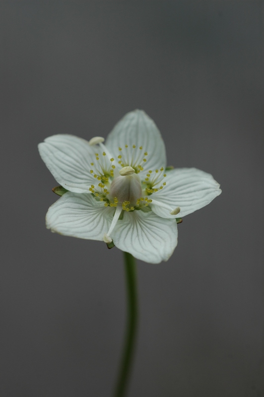 Image of Parnassia palustris specimen.