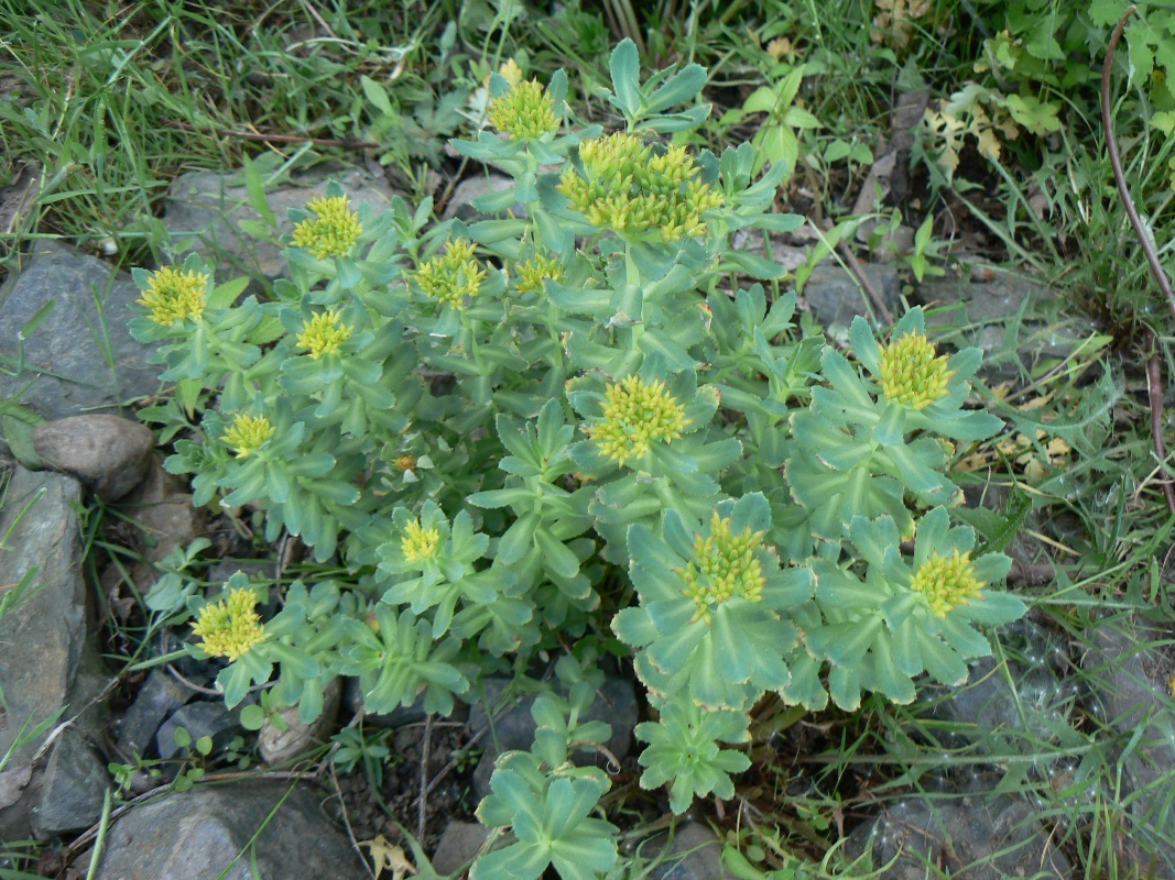 Изображение особи Rhodiola rosea.