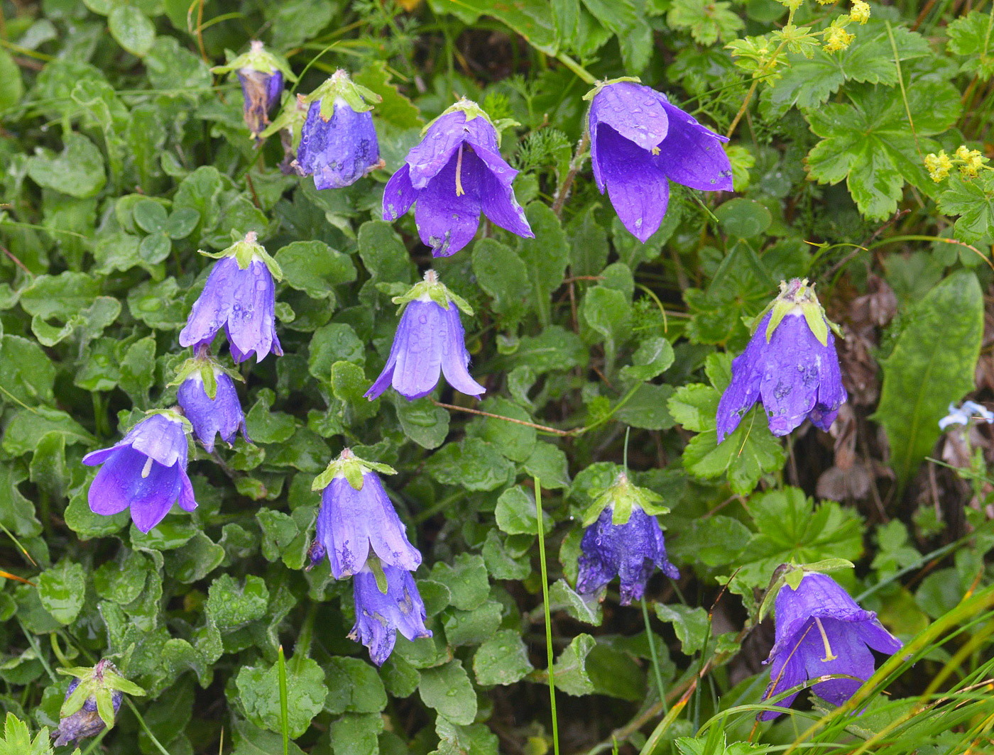 Image of Campanula argunensis specimen.