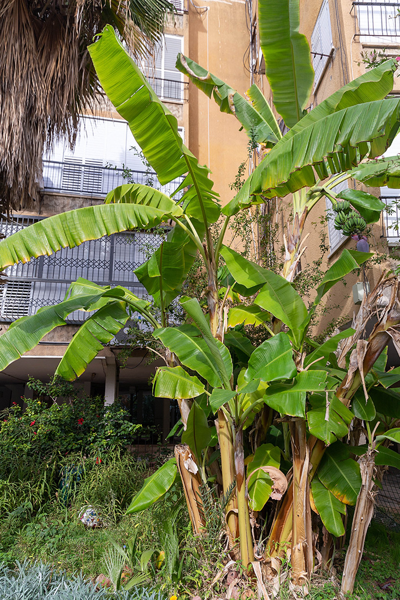 Image of Musa acuminata specimen.