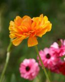 Ranunculus asiaticus. Цветок. Израиль, г. Иерусалим, ботанический сад университета. 01.05.2019.