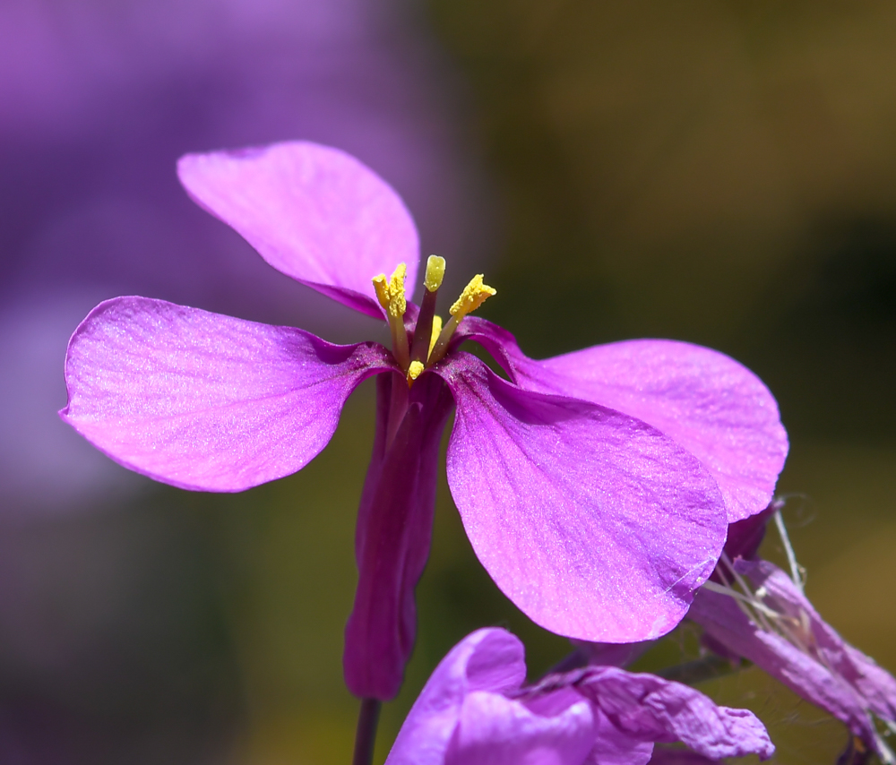 Изображение особи Moricandia moricandioides.