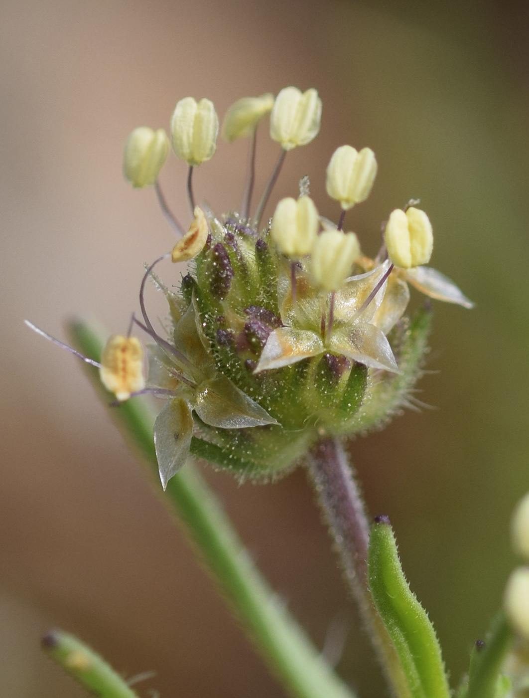 Image of Plantago afra specimen.