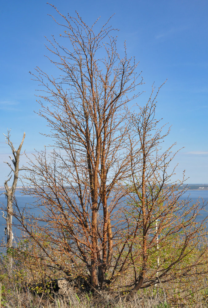 Image of Tilia cordata specimen.